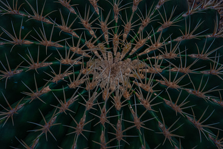 仙人掌 花园里的费奥克西特斯定律 在全屏上的背景圆形植物学绿色情调沙漠气球衬套生长植物群植物图片