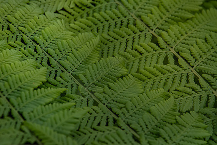 在热带花园生长的黑树Fern叶下花园热带树叶叶状体蕨类植物叶子髓质衬套桫椤图片