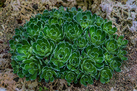 Saxifraga 恐慌虫;高山盐酸 白山咸氧化;石块作物形态图片