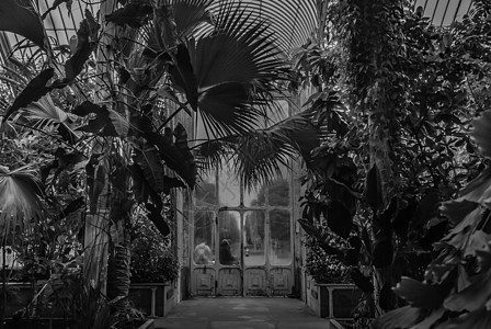 Kew花园Royal植物园棕榈屋美丽的出口门出口棕榈绿色植物玻璃房子圆顶吸引力温室皇家图片