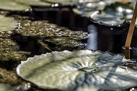 黑暗池塘中绿色荷叶的花卉背景图片