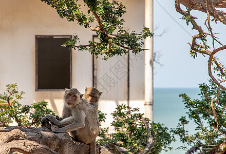 两只猴子坐在废弃建筑物前面的树上 坐着两只猴子图片