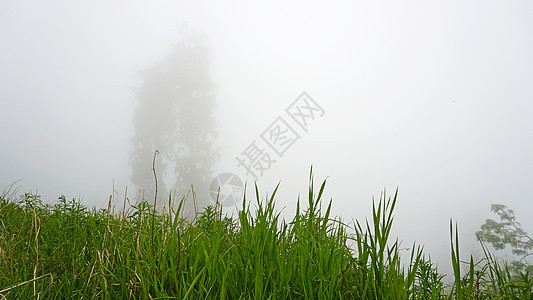 一片浓雾笼罩了森林松树薄雾风景公园能见度山脉季节植物衬套叶子图片