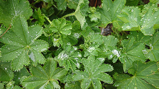 叶子上的大滴水雨滴绿色宏观山脉生长环境飞沫森林花园花朵图片