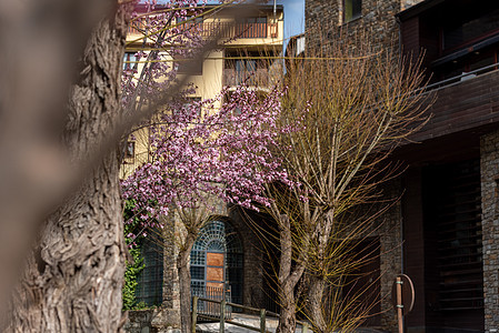 春天在奥尔迪诺的鲜花 在比利牛斯群岛的安道尔奥地诺建筑学街道教会村庄咖啡店石头游客旅行阳光房子图片