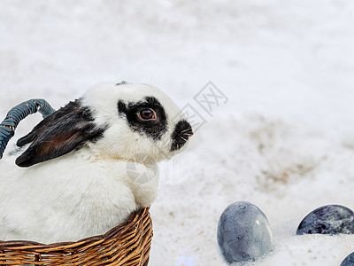 在雪中站立的木篮子里有兔毛 在雪中养鸡蛋图片