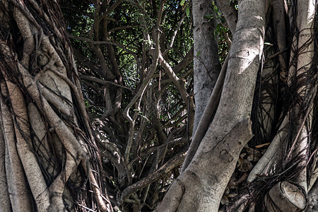 Banyan树在公园中长大和老种 当作可哭无花果 或ficus树森林植物群环境榕树花园异国植物叶子情调图片