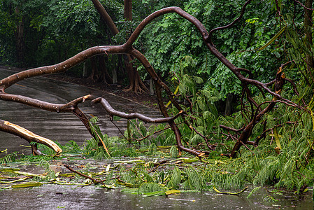 暴风雨过后在森林中倒塌的树碎片街区道路封锁森林灾难树木飓风气候风暴分支机构障碍绿色图片