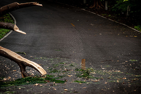暴风雨过后在森林中倒塌的树碎片街区道路森林树木风暴气候分支机构封锁损害障碍灾难飓风图片