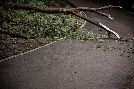 暴风雨过后在森林中倒塌的树碎片街区道路风暴飓风灾难障碍分支机构封锁损害树木气候绿色图片