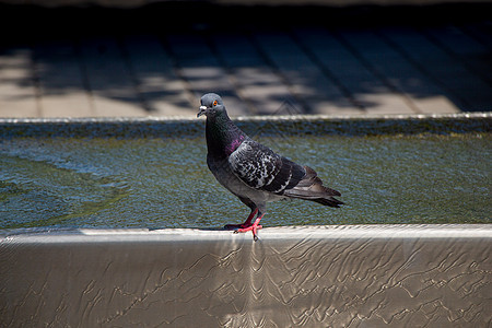 来自城市公园喷泉的鸽子饮用水 水鸟类翅膀粮食营养羽毛荒野公园斗争正方形概念图片