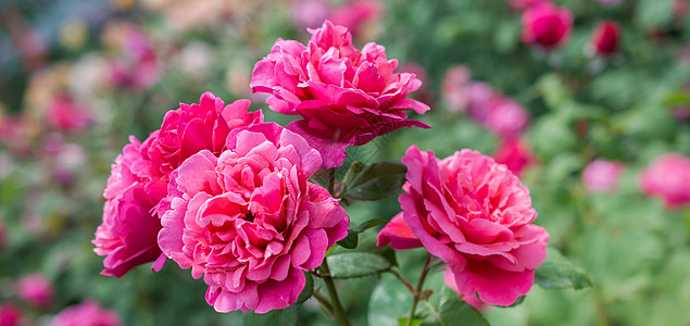 在花园里放出一束美丽的玫瑰花婚姻婚礼玫瑰周年热情纪念日花瓣问候语植物植物群图片