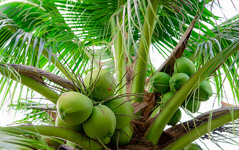椰子树上的一串椰子 热带水果 有绿色叶子和果子的棕榈树 泰国的椰子树 椰子种植园 农业农场 夏季有机饮品 外来植物食物核桃属异国图片