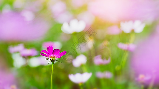 美丽的花朵花园花瓣植物植物学草地宇宙白色绿色粉色黄色图片