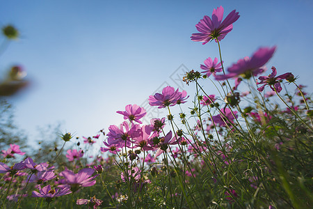 美丽的花朵黄色植物花园白色植物群绿色宇宙草地紫色粉色图片