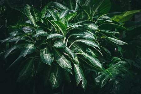 热带植物背景叶子花园生长绿色盆栽植物学花盆房子白色图片