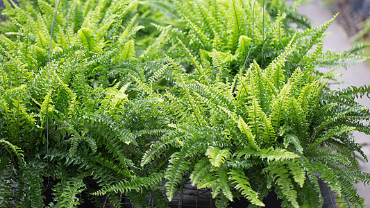 花园中的Fern壁纸植物群叶子荒野蕨类大自然树叶性质生长植物图片