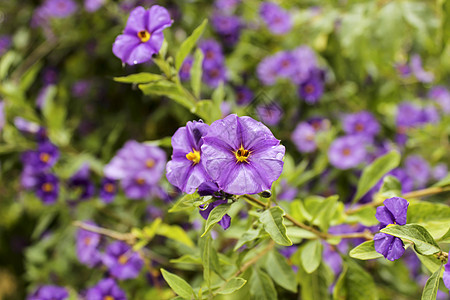 美丽的花在春天野花植物花瓣花园树叶荒野场地草地草本植物紫色图片
