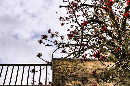 假面有栅栏 树上有红花首都观光建筑学古城场景建筑阳台街道金属城市生活图片