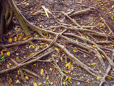 榕树根在土地上扩张 黄干叶落在自然背景下图片