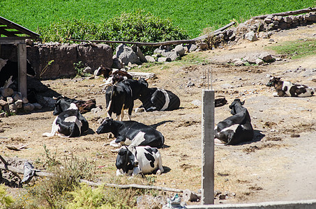 夏季绿田的牛群风景农场生产牛奶母牛畜牧业农村农田哺乳动物动物图片