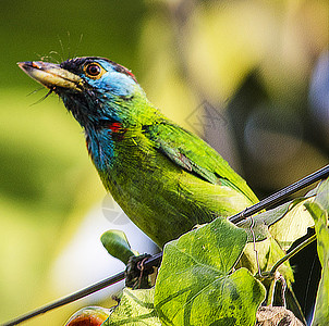 孟加拉国野生生物图片电话旅游狂旅游鸟类照片摄影野生动物生活旅行世界图片