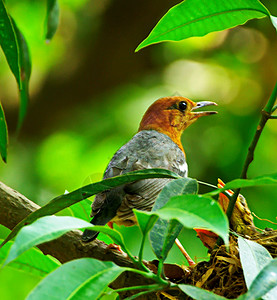 孟加拉国野生生物图片旅游狂笔记本照片鸟类世界电话旅游日记野生动物旅行背景图片