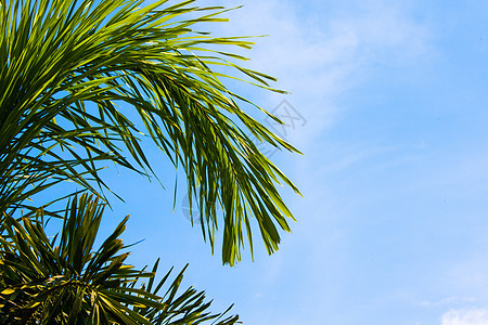 蓝色天空中的棕榈树图片