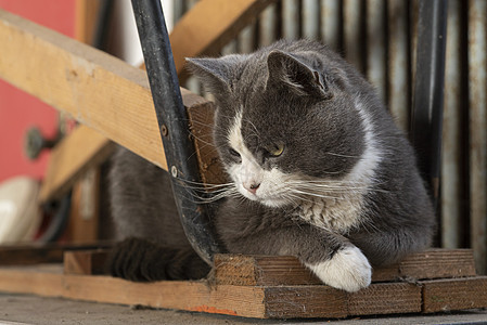 可爱猫肖像猫咪乐趣爪子宠物工作室动物猫科哺乳动物小猫胡须图片