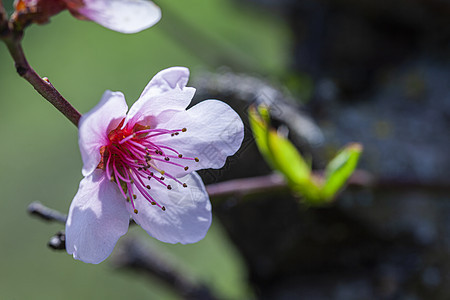 桃花6的宏细节图片