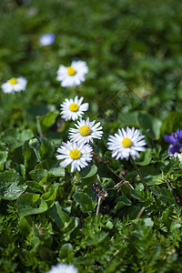 花园6的黛西花朵图片