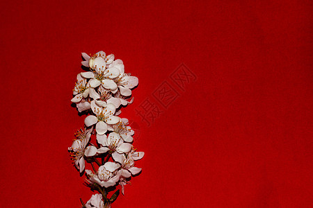 红背景复制空格上的白开春树枝红色花园季节花朵樱花叶子植物群花枝植物花瓣背景图片