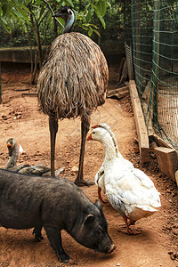 越南猪 鹅和食鸟在农场上稻草家庭海岸鸵鸟食物农家场景野生动物农村鸭子图片