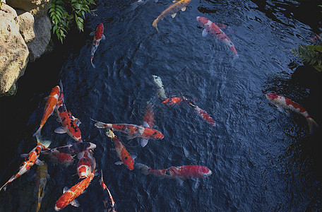 在日本花园的池塘里游泳的花式鲤鱼或锦鲤图片