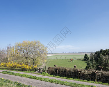 马在绿地的马匹中 春花在蓝天下 在泽兰杜特奇省图片