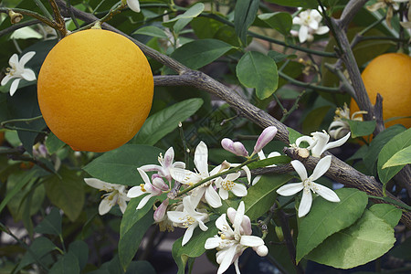 Meyer柠檬水果和鲜花的近视图像网状灌木植物植物群生物学园艺杂交种医学花朵被子图片