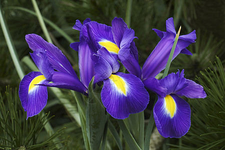 荷兰虹膜花的贴近图像图片