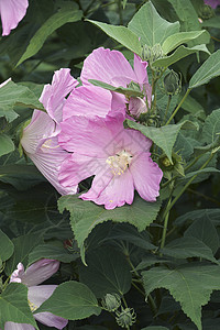 玫瑰野林花的贴近图像木槿花朵生物学深红色植物群园艺被子植物芙蓉植物学图片