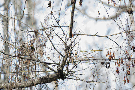 美国戈德芬奇荒野栖息居住环境生态雀科账单天空金子翅膀背景图片