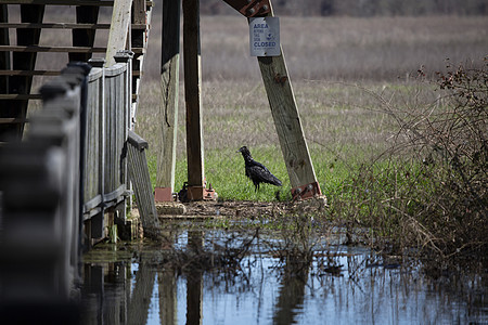 黑秃鹫在池塘附近图片