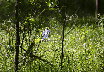 蓝杰居住蓝色树叶鸣禽生物荒野鸟类脊椎动物生活生物学图片