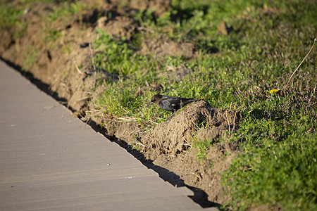棕头牛鸟生物科学账单地面场景路面鸟类生态翅膀荒野图片