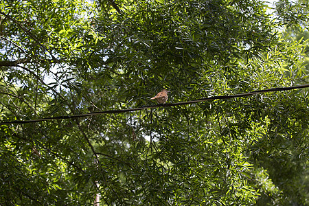 电线上的棕色刮碎器植被脊椎动物风景栖息多样性翅膀荒野树叶羽毛谷机图片