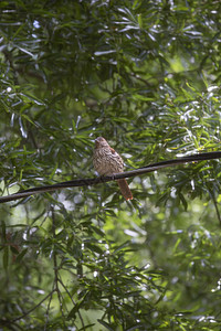 电线上的棕色刮碎器树叶野生动物生物学翅膀生物生态鸣禽场景生活羽毛图片