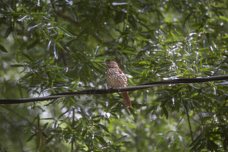 电线上的棕色刮碎器鸣禽野生动物科学大道生物风景翅膀栖息多样性鸟类图片