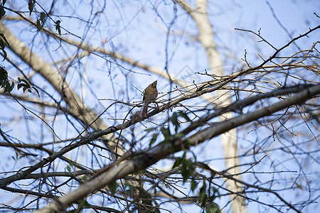 寒冷的女红衣主教生态气候鸟类羽毛天空波峰鸣禽科学动物群场景图片