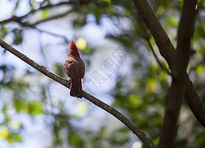 男性红衣主教在树枝分支上生物学鸟类荒野脊椎动物野生动物鸣禽科学生物生态风景图片