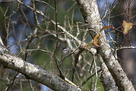 卡罗来纳州鸡尾酒加分行账单生物植被场景鸣禽生物学脊椎动物多样性羽毛美丽图片
