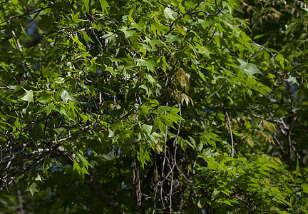 年轻的黑人黑皮小鸡衬套山雀树叶呼唤生长绿色植物风景生活观鸟荒野图片