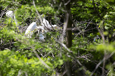 大埃格瑞特喂它的小鸡生物脊椎动物父母白鹭生活野生动物场景环境绿色植物生物学图片